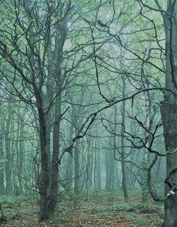 woods in mist